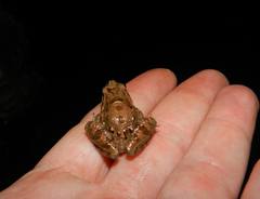 Discoglossus scovazzi
