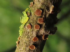 Pezicula ocellata