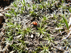 Coccinella algerica