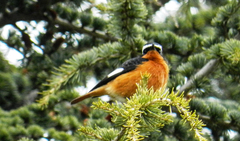 Phoenicurus moussieri