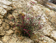 Polygaloides balansae