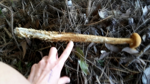 Battarrea phalloides — (c) naturewatchwidow, some rights reserved (CC BY)