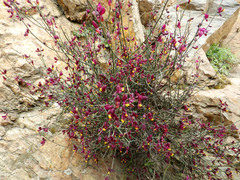 Polygaloides balansae