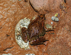 Discoglossus scovazzi