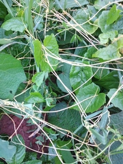 Cuscuta reflexa