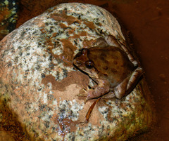 Discoglossus scovazzi