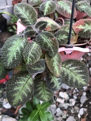 Episcia