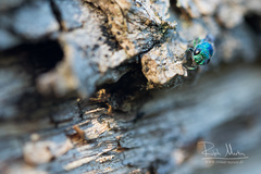 Chrysis indigotea
