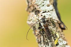 Molorchus umbellatarum