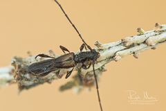 Molorchus umbellatarum