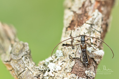 Molorchus umbellatarum