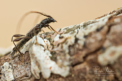 Molorchus umbellatarum