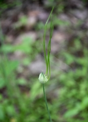 Allium