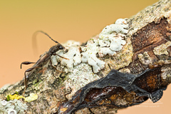 Molorchus umbellatarum