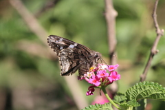 Codatractus arizonensis