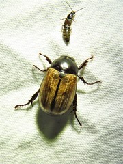 Anomala flavipennis