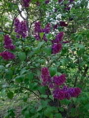 Syringa vulgaris