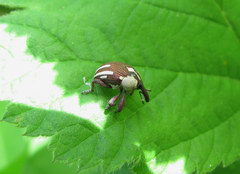 Sternuchopsis karelinii