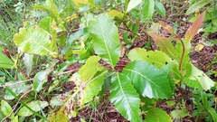 Dilleniaceae