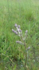 Cirsium brachycephalum
