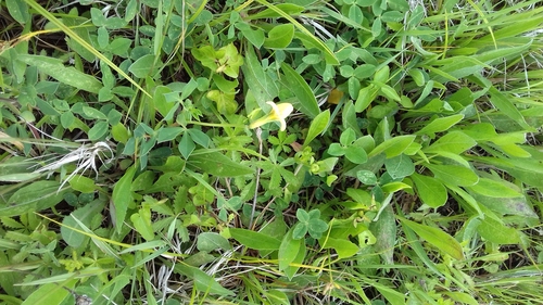 Lotus maritimus, photograph 1