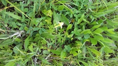 Lotus maritimus, photograph Zoltán Nagy, CC BY, iNaturalist via GBIF