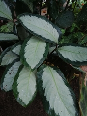 Goeppertia picturata