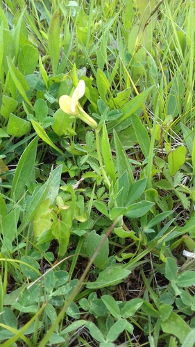 Lotus maritimus