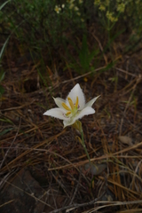 Calochortus lyallii