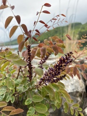 Amorpha glabra