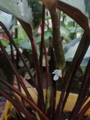 Goeppertia picturata