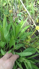 Ranunculus polyanthemos