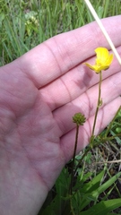 Ranunculus polyanthemos