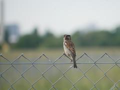 Passer domesticus