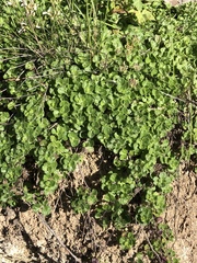 Teucrium pyrenaicum