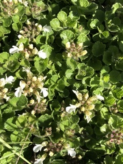 Teucrium pyrenaicum
