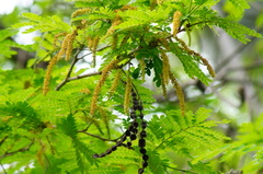 Piptadenia obliqua
