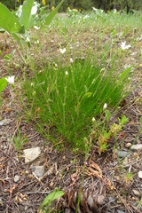 Eremogone capillaris