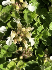 Teucrium pyrenaicum