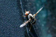 Myennis octopunctata