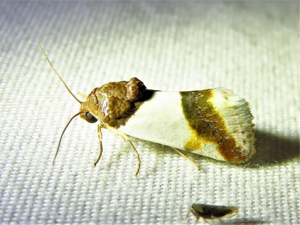 Cream-winged Bird-dropping Moth