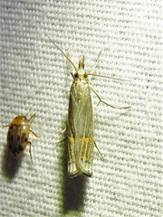 Parapediasia decorellus