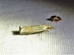 Parapediasia decorellus