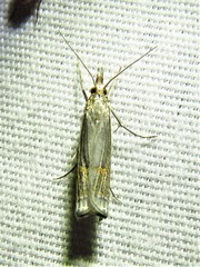 Parapediasia decorellus