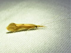 Triaenodes marginatus