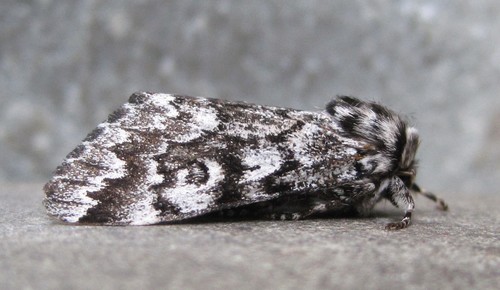 Black Zigzag Moth