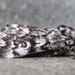 Black Zigzag Moth - Photo (c) edporopat, some rights reserved (CC BY-NC), uploaded by edporopat