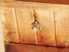Polistes myersi