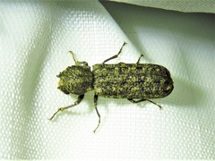 Lichenophanes bicornis