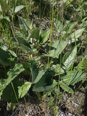 Saussurea controversa